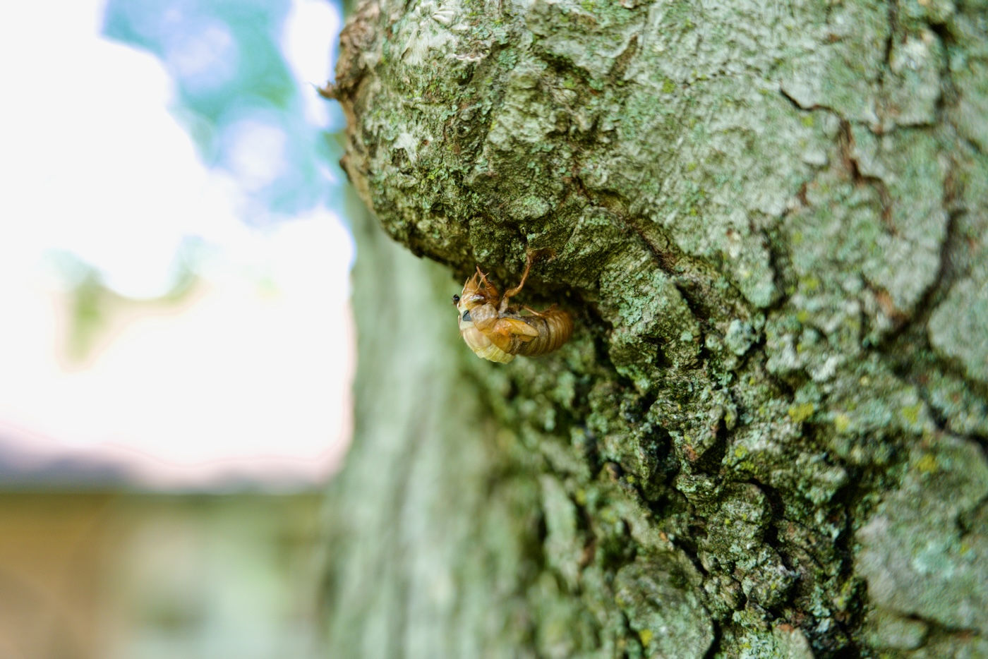 Cicada shedding skin on tree