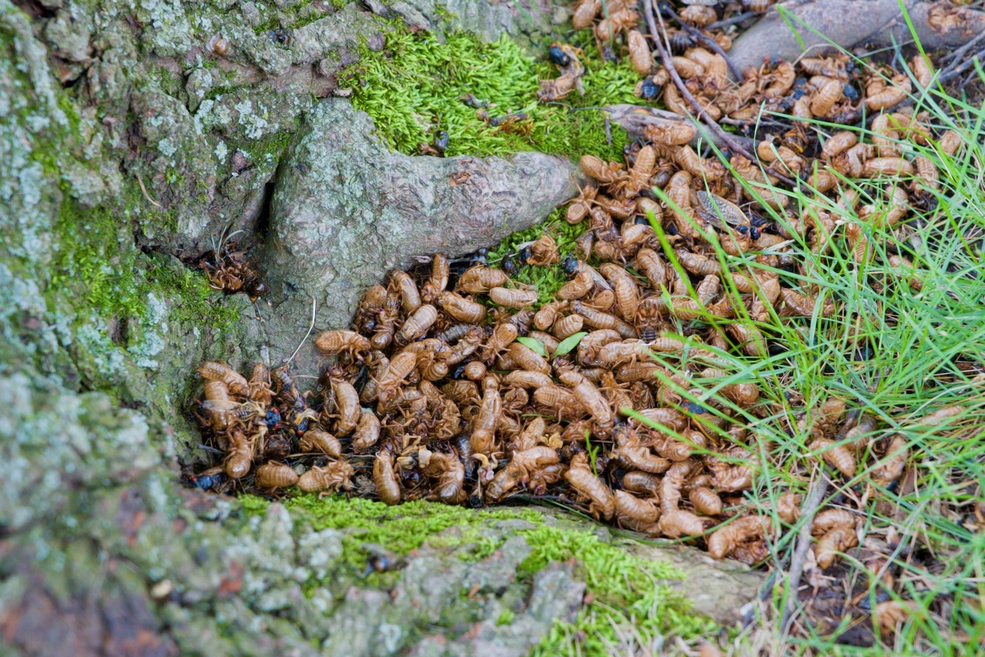 Cicada shell pile at tree root